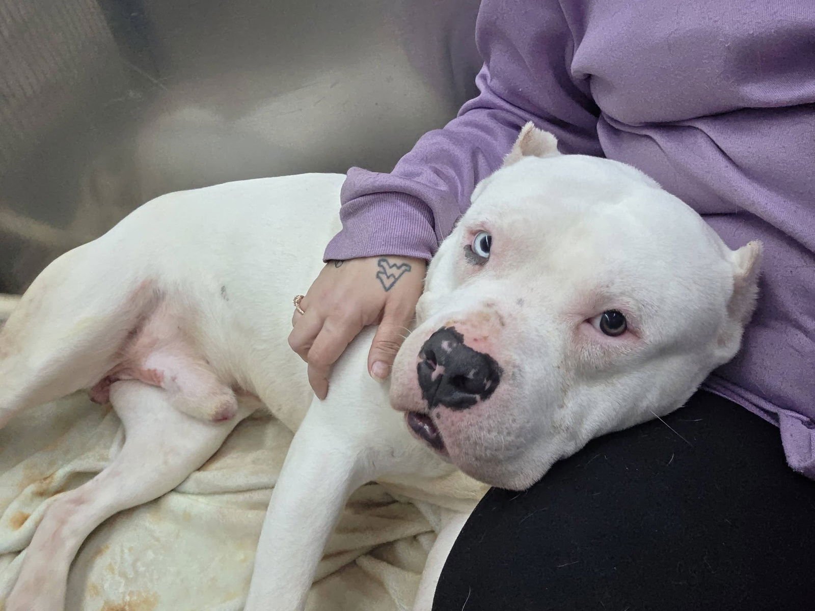 BRONX - Pit Bull Terrier available for adoption