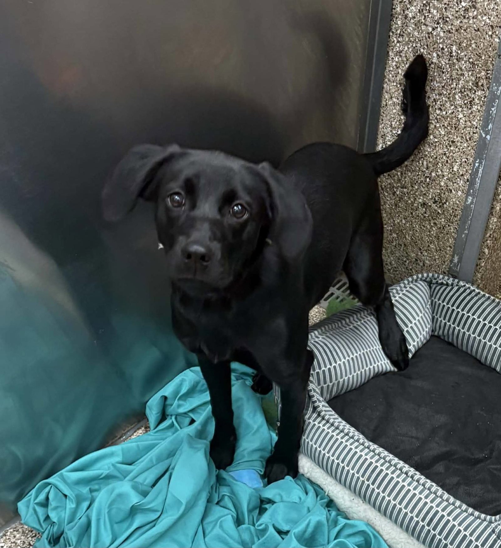 BOO - Black Labrador Retriever available for adoption
