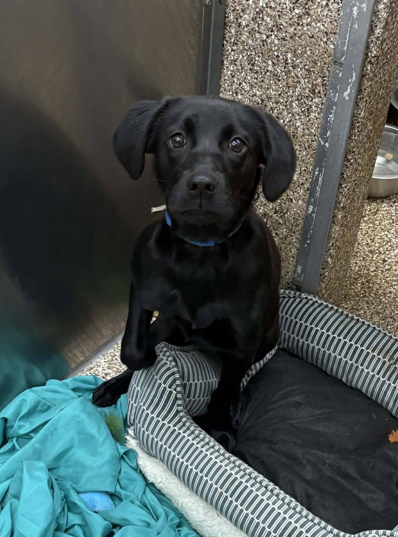 BOO - Black Labrador Retriever available for adoption