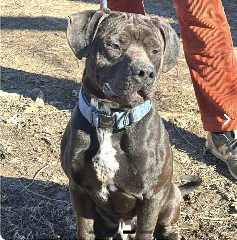 JESSE JAMES - Pit Bull Terrier available for adoption