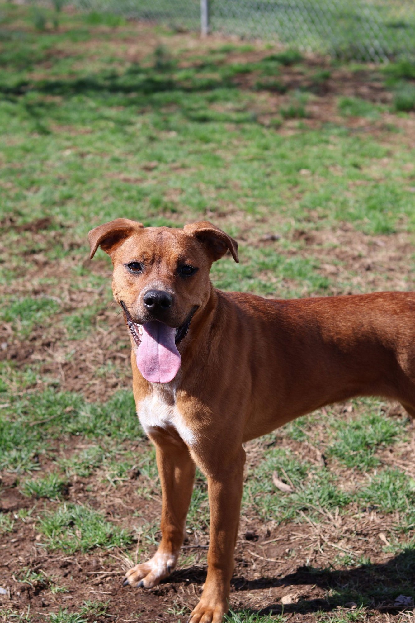 LUCY LOU - Boxer available for adoption
