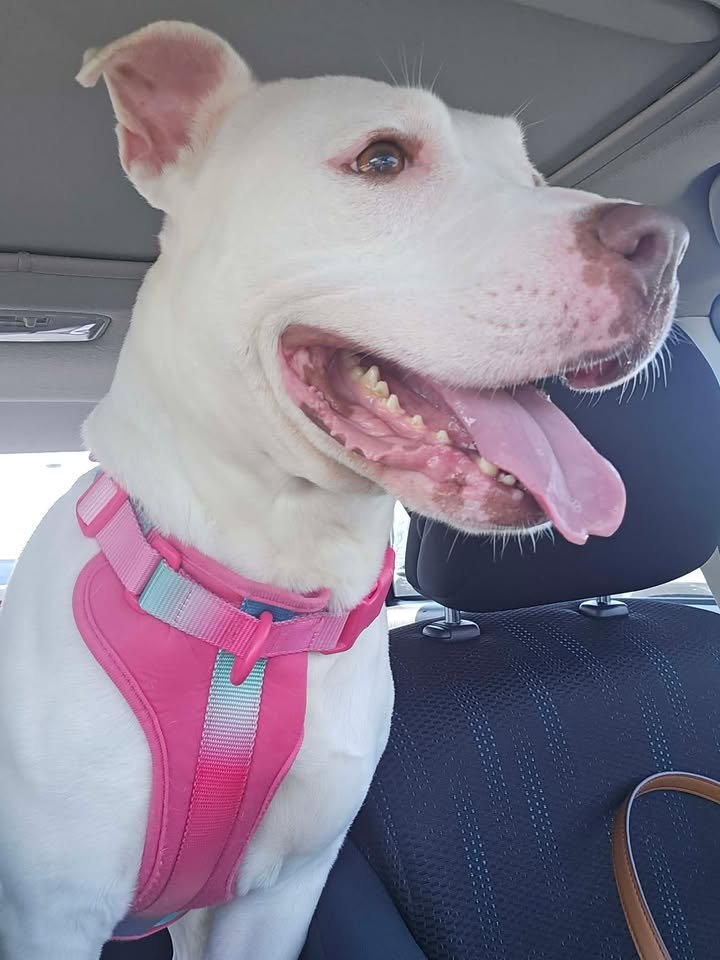 ROBIN - Pit Bull Terrier available for adoption