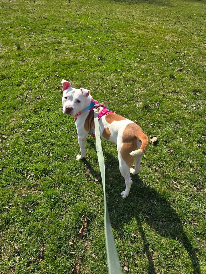 ROBIN - Pit Bull Terrier available for adoption