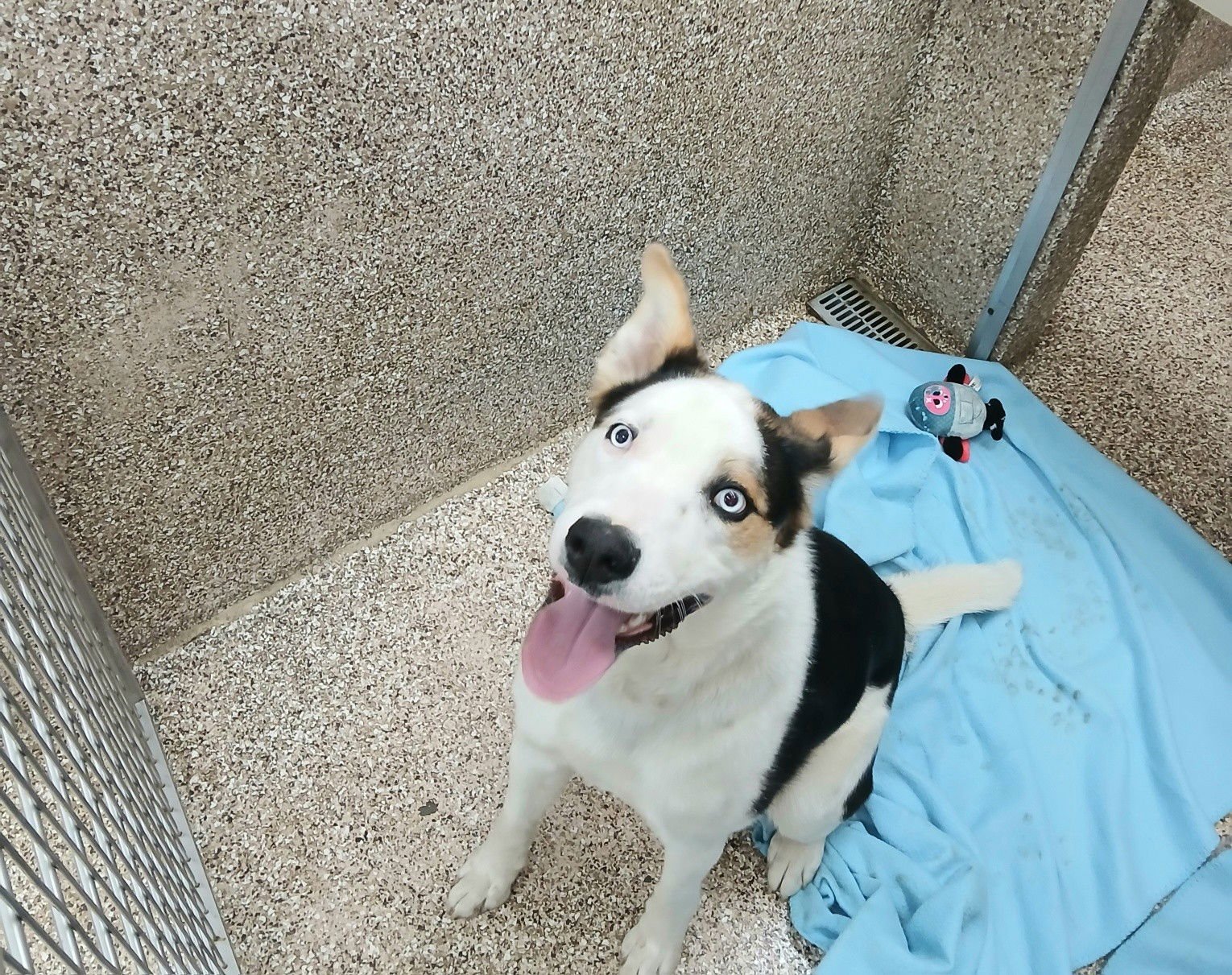 SPOOKY - Australian Shepherd available for adoption