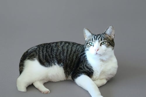MAX - Tabby available for adoption