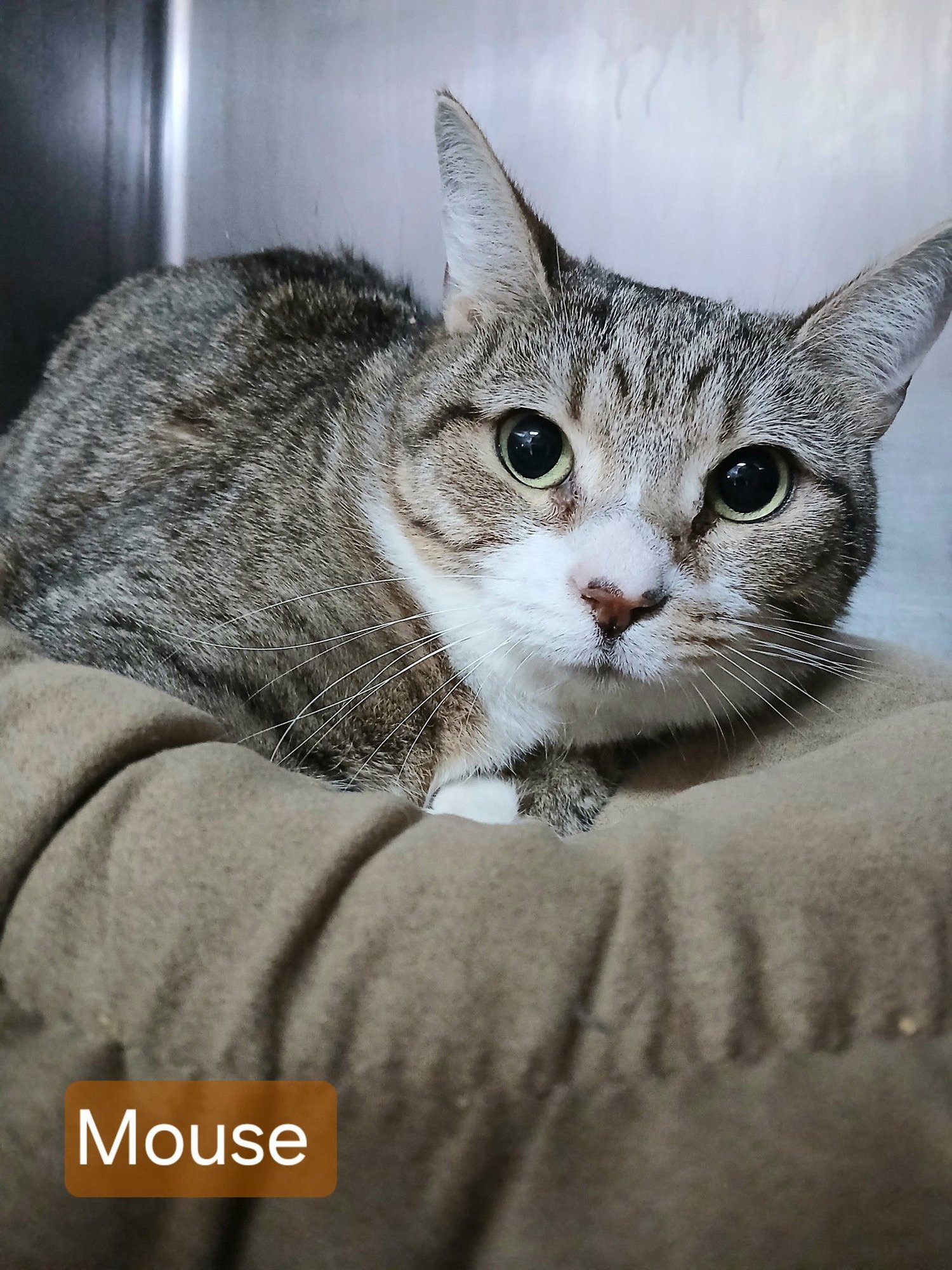 MOUSE - Tabby available for adoption