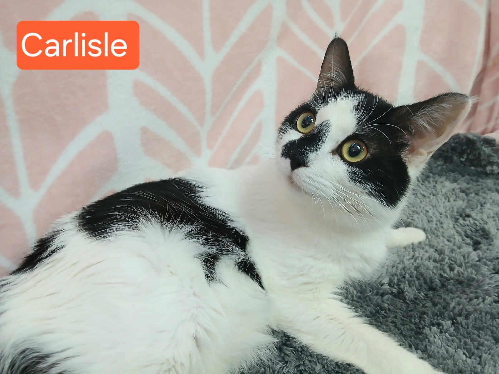 CARLISLE - Domestic Short Hair available for adoption