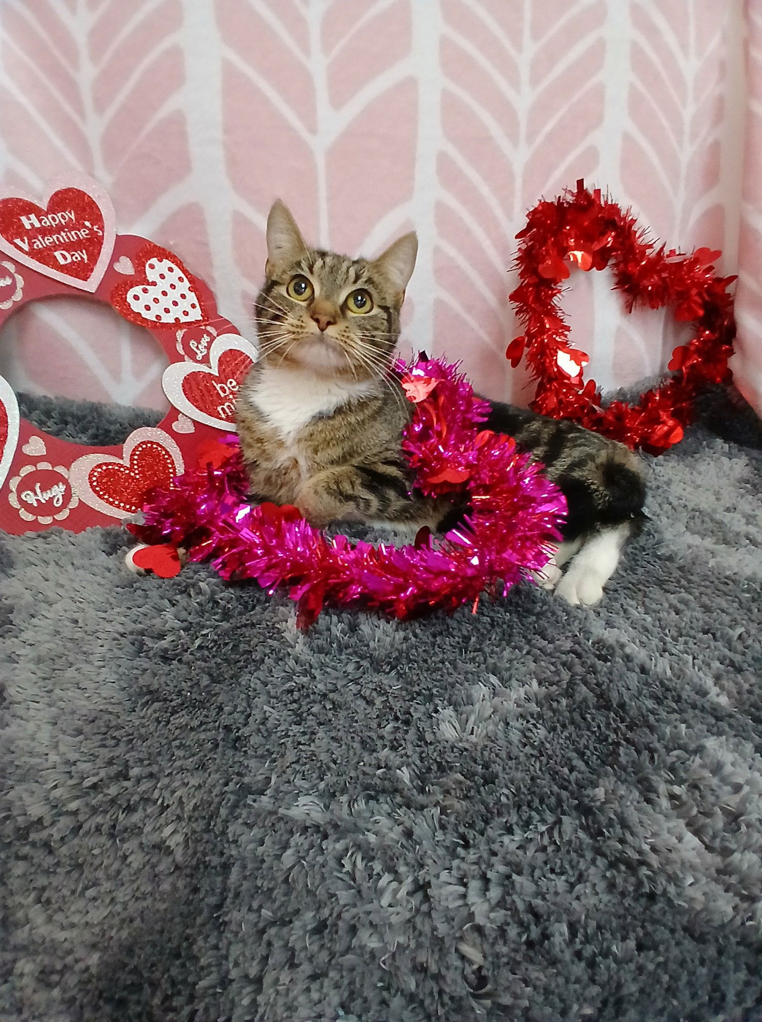 WHISKEY - Tabby available for adoption