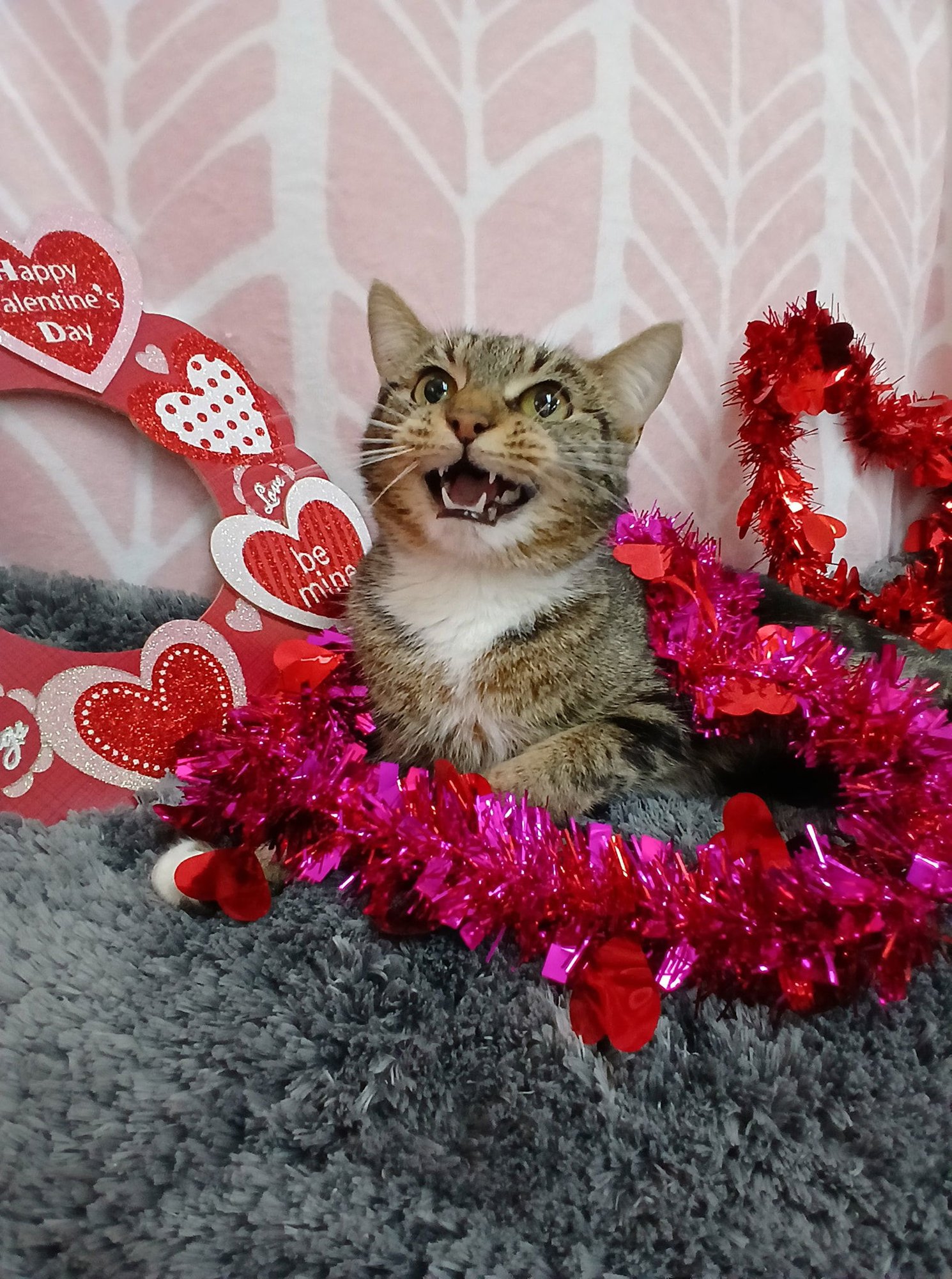 WHISKEY - Tabby available for adoption