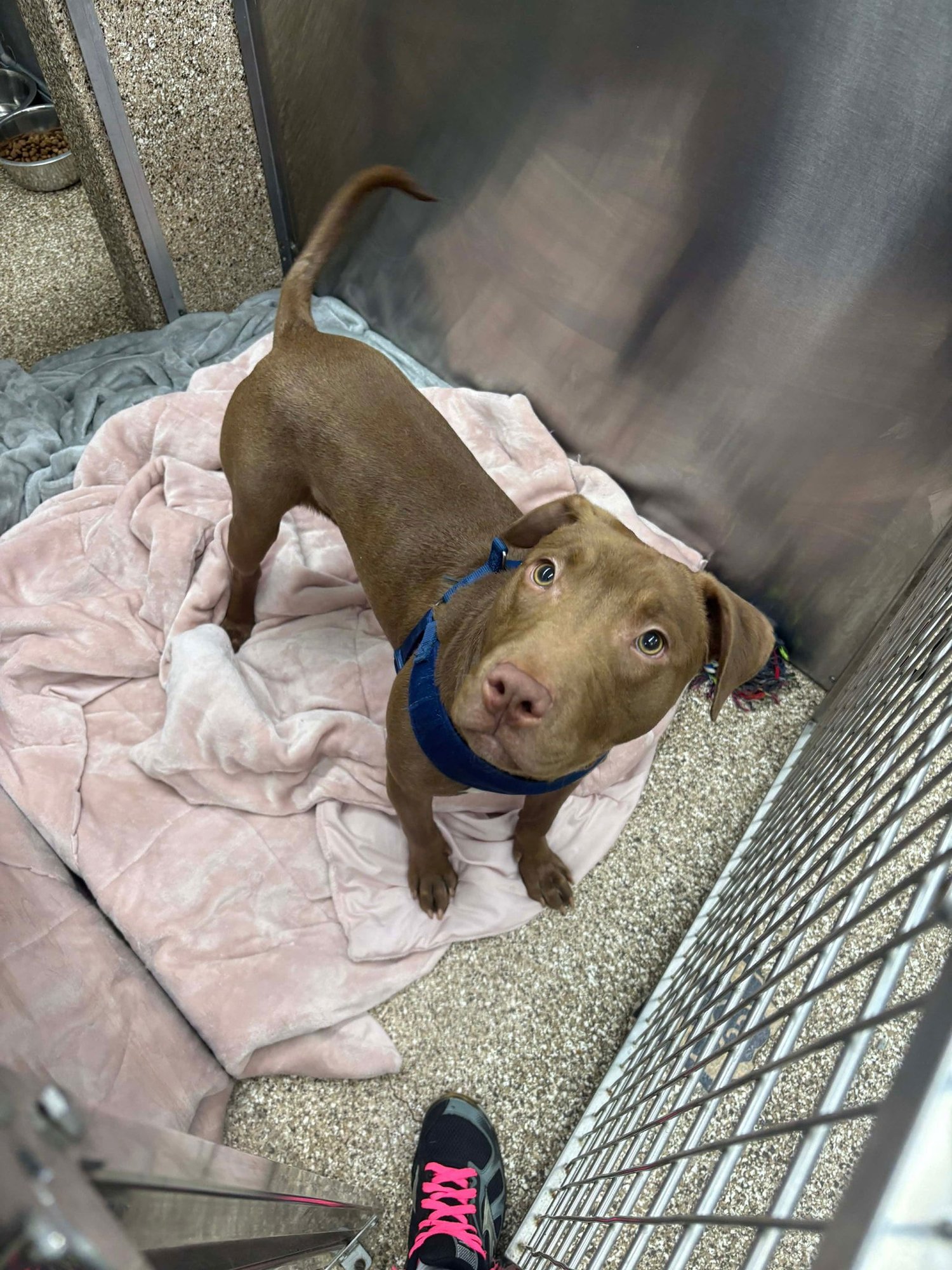 THUMPER - Pit Bull Terrier available for adoption