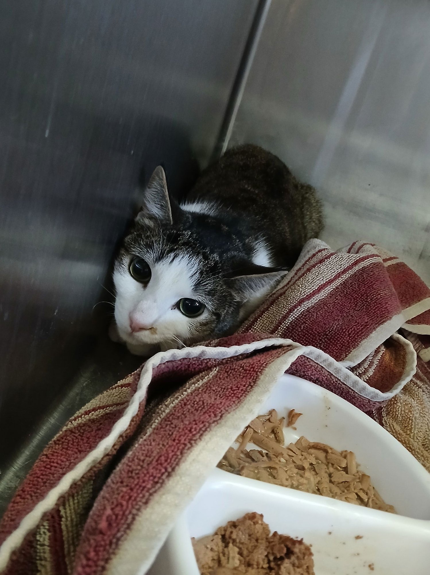 BELLA AND BENTLEY - Tabby available for adoption