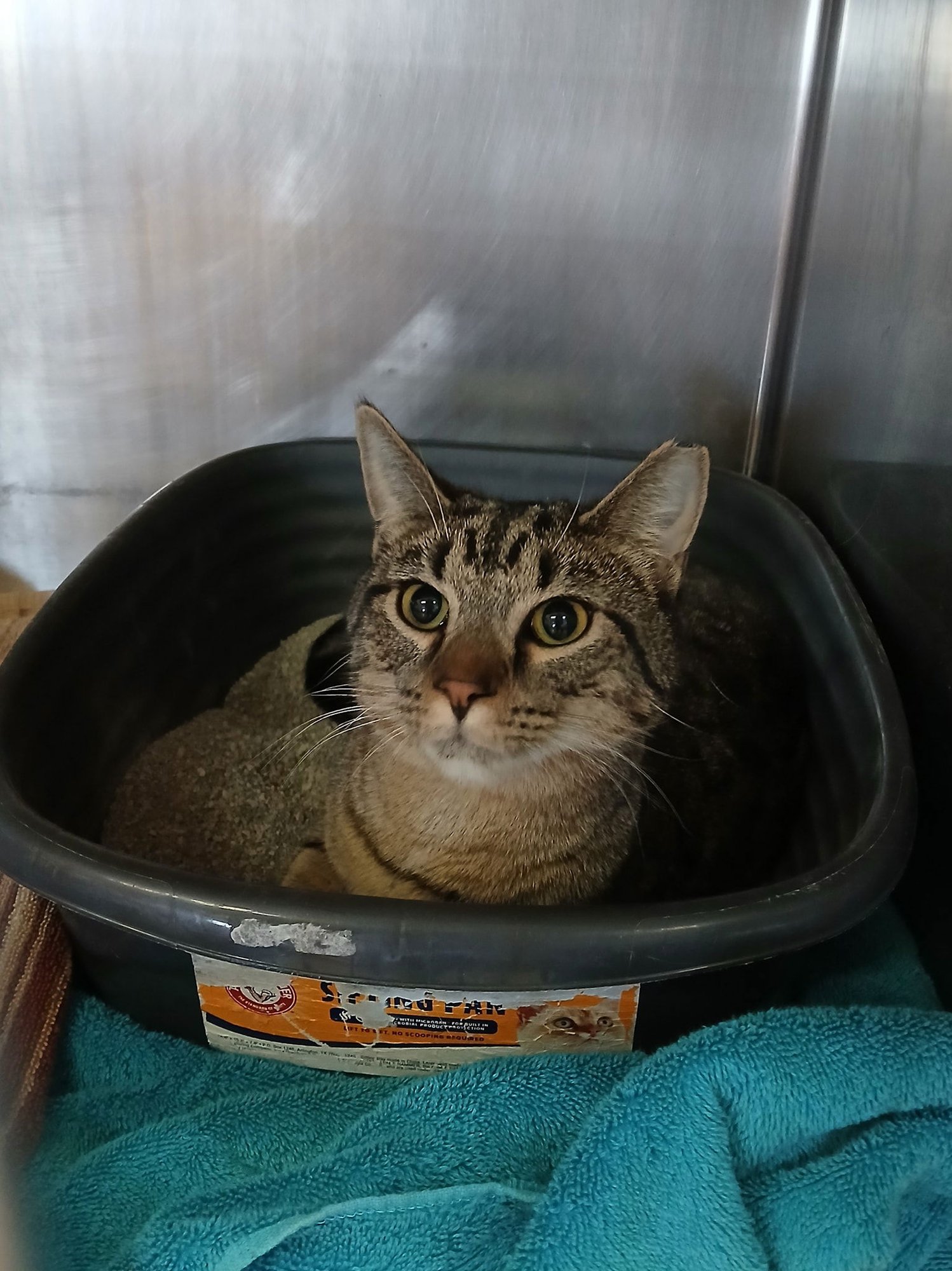 BELLA AND BENTLEY - Tabby available for adoption