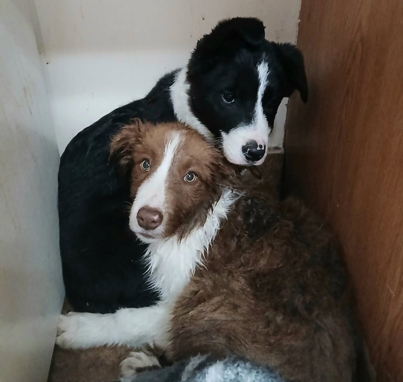 Clifford and Cleo Image