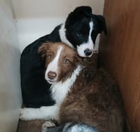 Clifford and Cleo - Photo 1