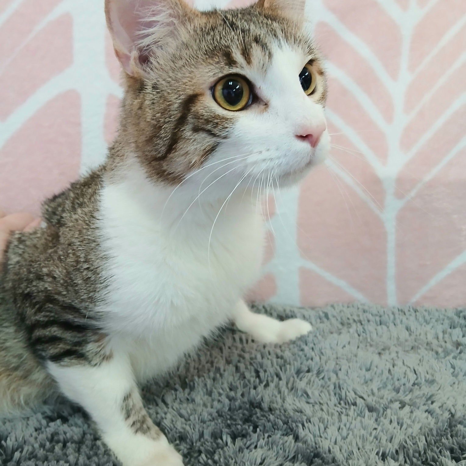 LOKI - Tabby available for adoption