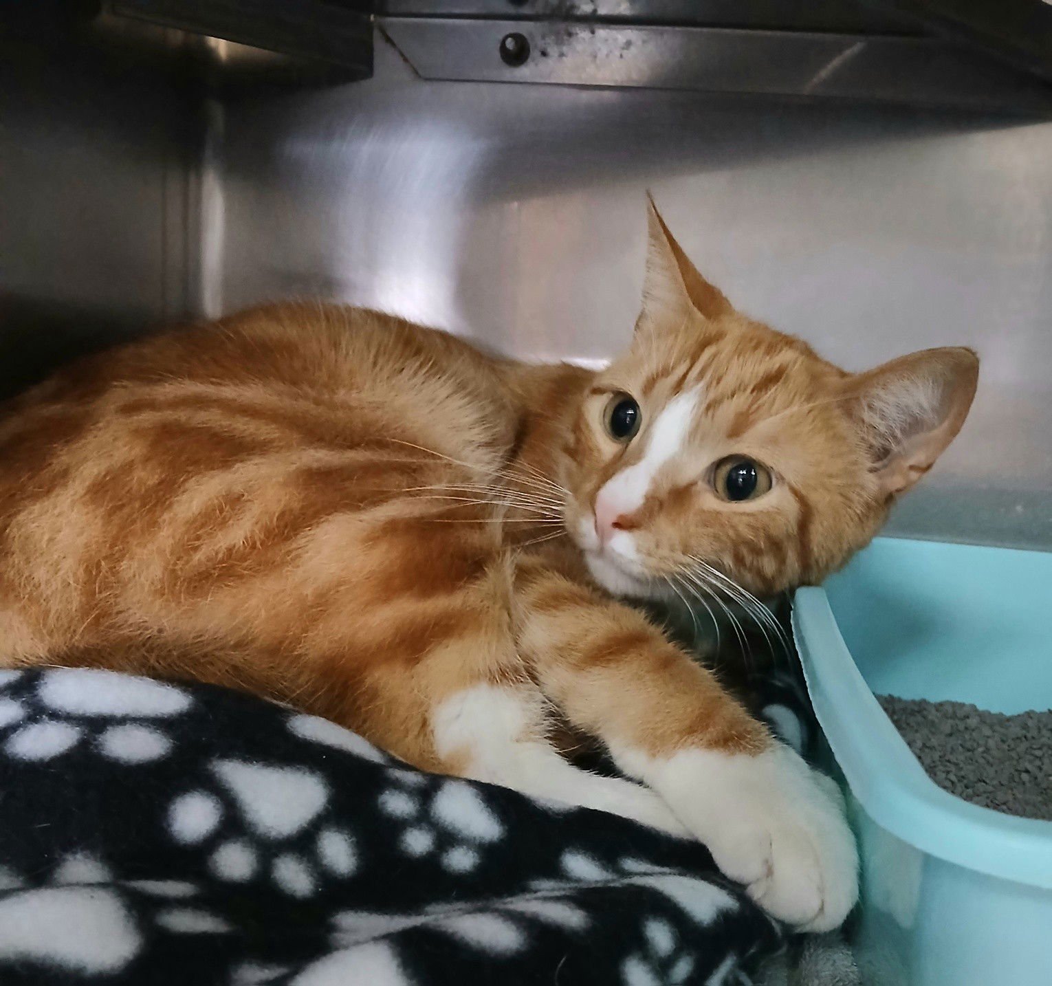 KITTERS - Tabby available for adoption