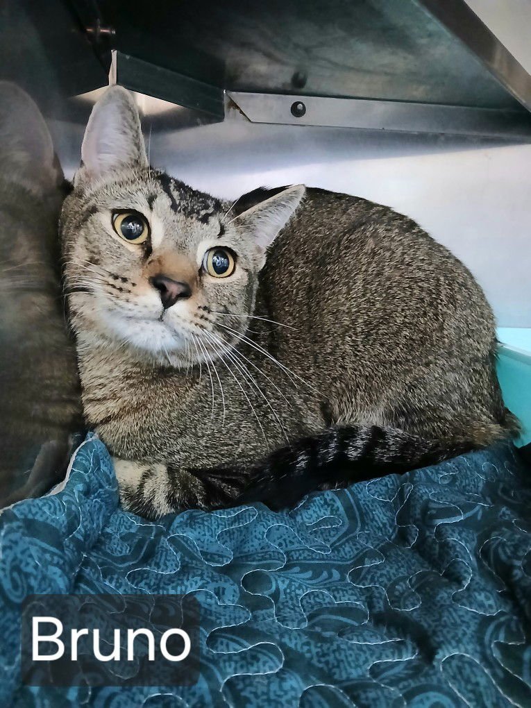 BRUNO - Domestic Short Hair available for adoption