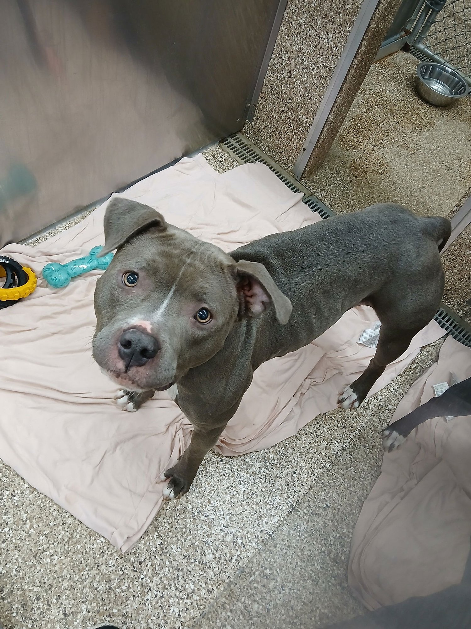 TINK - Pit Bull Terrier available for adoption