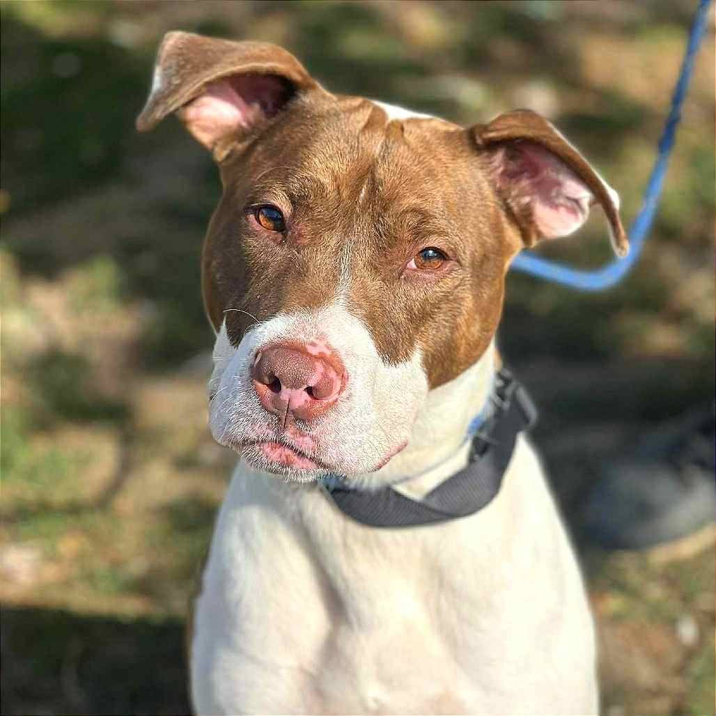MURDOCK - Pit Bull Terrier available for adoption