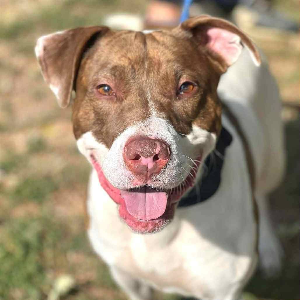 MURDOCK - Pit Bull Terrier available for adoption