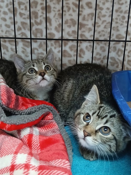 ZIGGY AND LADY - Tabby available for adoption