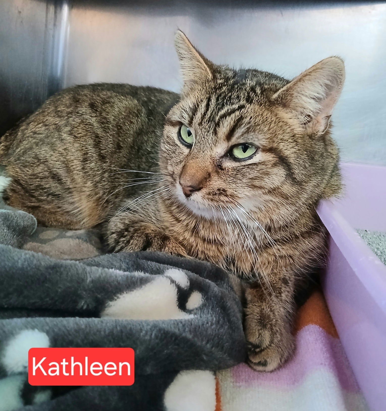 KATHLEEN - Tabby available for adoption