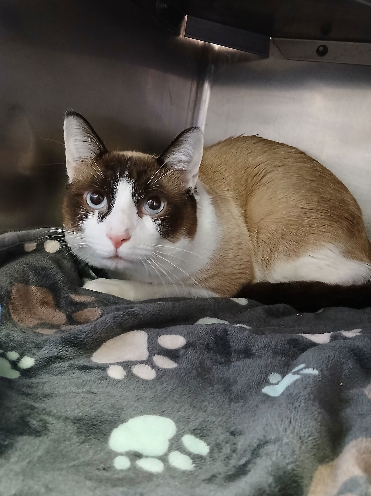 LUCIEN - Siamese available for adoption