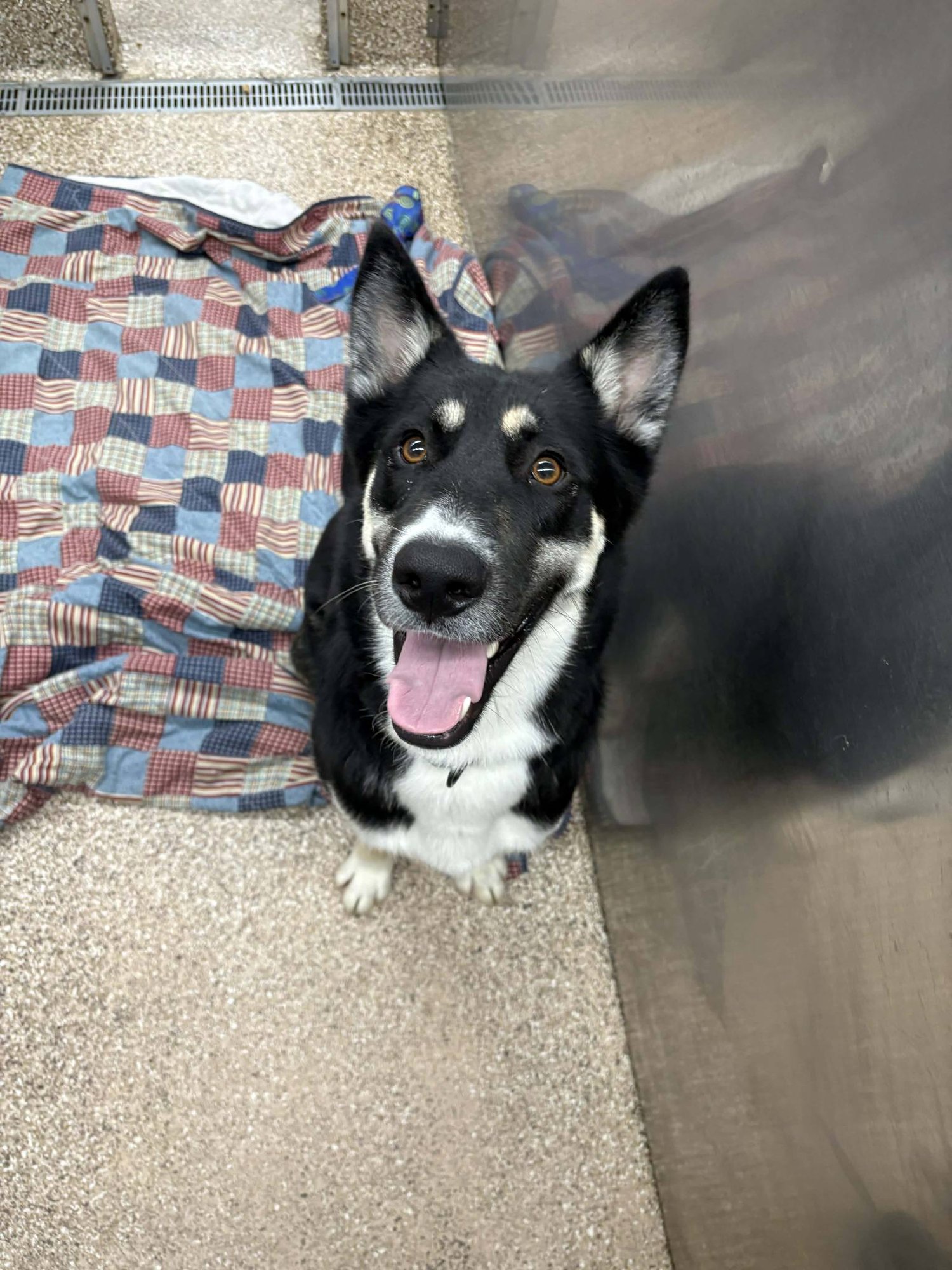 OZZIE - Husky / Shepherd available for adoption