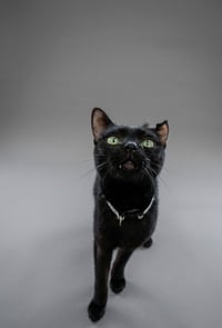 Luna #2 - Photo 1