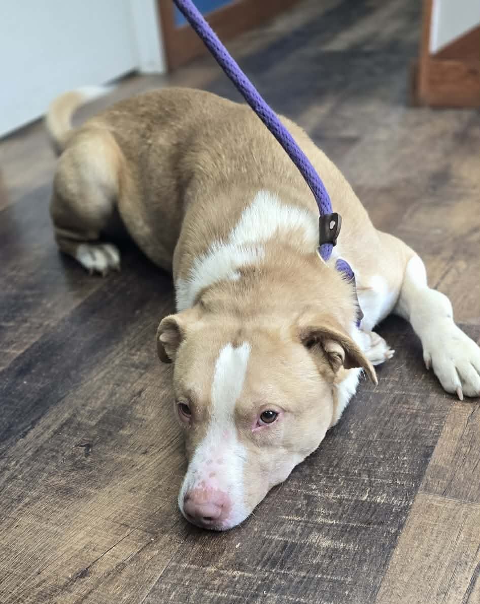 SUSHI - Pit Bull Terrier / Retriever available for adoption