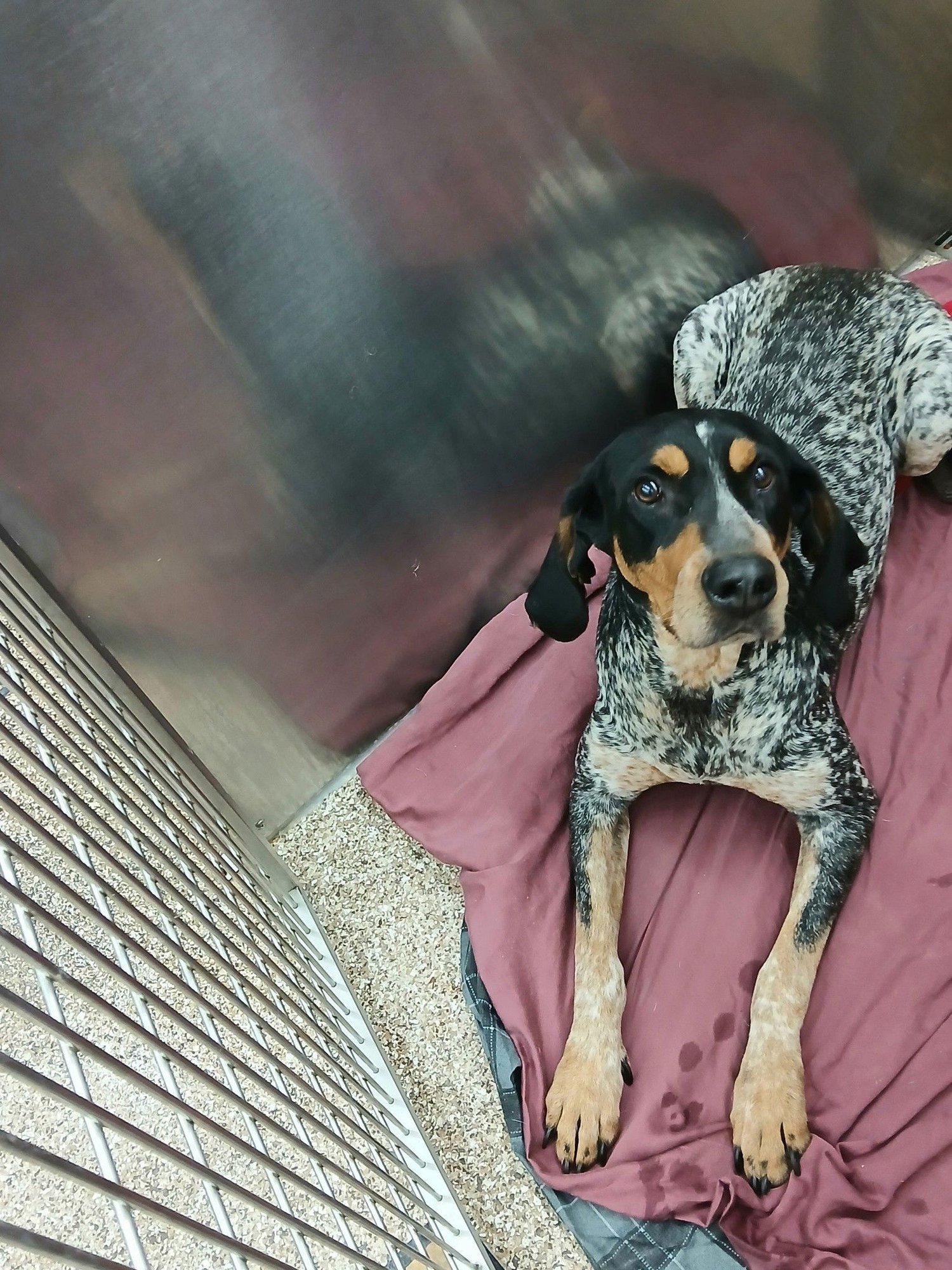 JOLENE - Bluetick Coonhound available for adoption