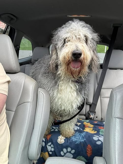 MAPLE - Bernese Mountain Dog / Poodle (unknown type) available for adoption