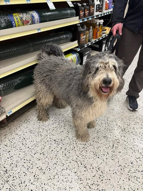 MAPLE - Bernese Mountain Dog / Poodle (unknown type) available for adoption