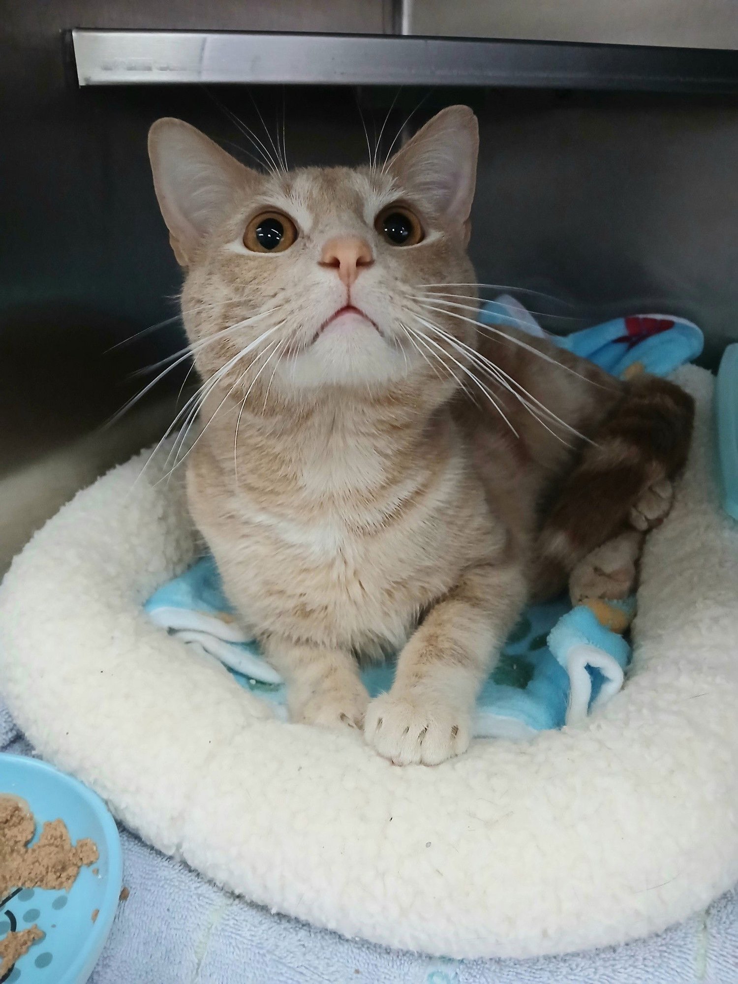 FAT DADDY - Tabby available for adoption