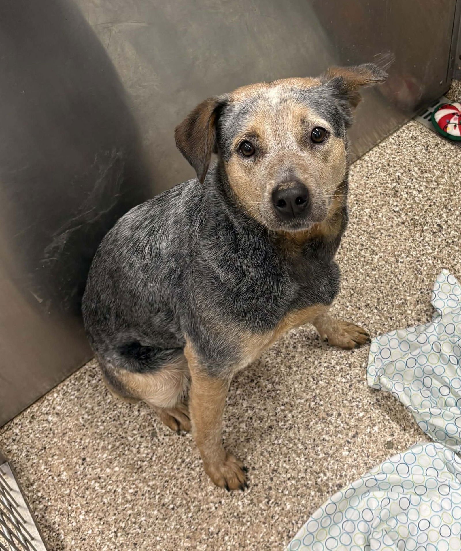 JASMINE - Australian Cattle Dog/Blue Heeler available for adoption
