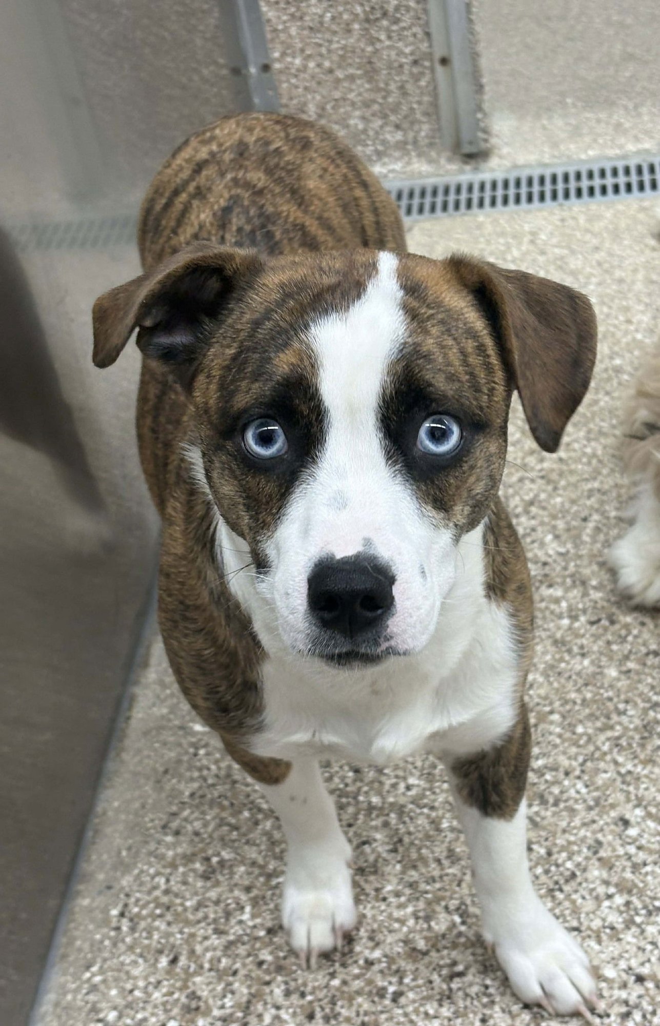 NUGGET - Shih Tzu / Pit Bull Terrier available for adoption