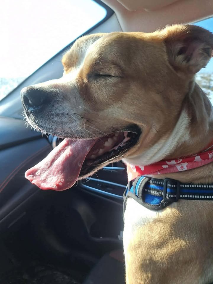 CARSON - Boxer available for adoption