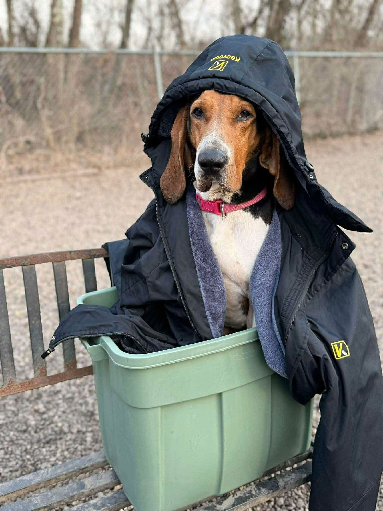 WADE - Coonhound available for adoption