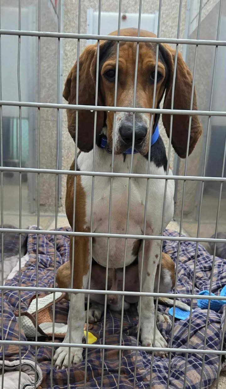 WADE - Coonhound available for adoption