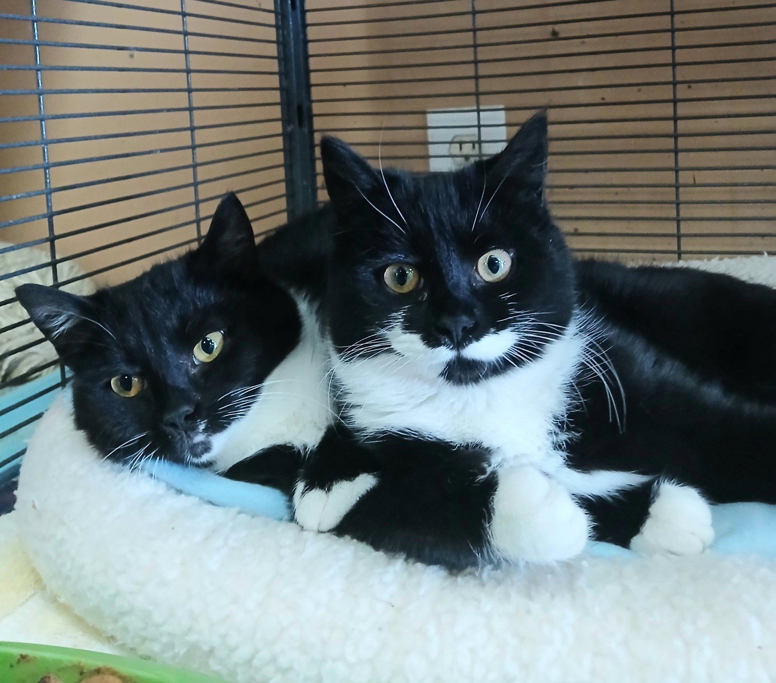 WREN - Tuxedo available for adoption