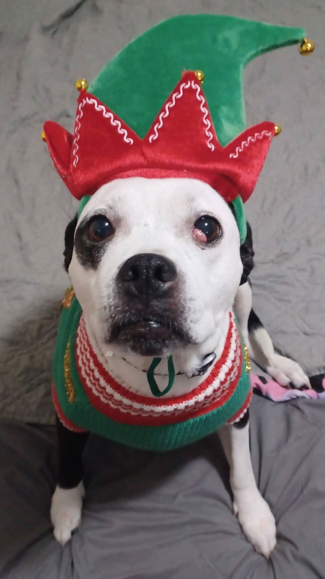 MINNIE - Pit Bull Terrier available for adoption