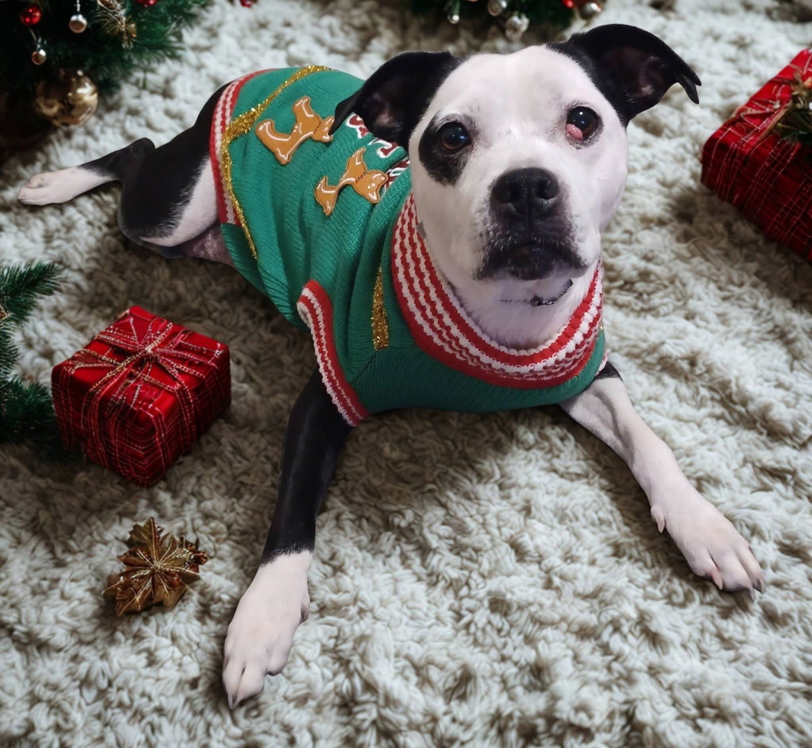 MINNIE - Pit Bull Terrier available for adoption