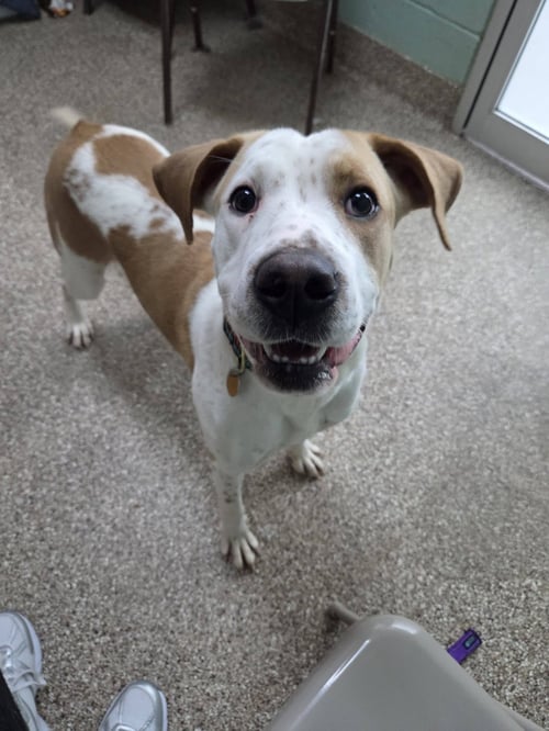 SANDY - Hound available for adoption