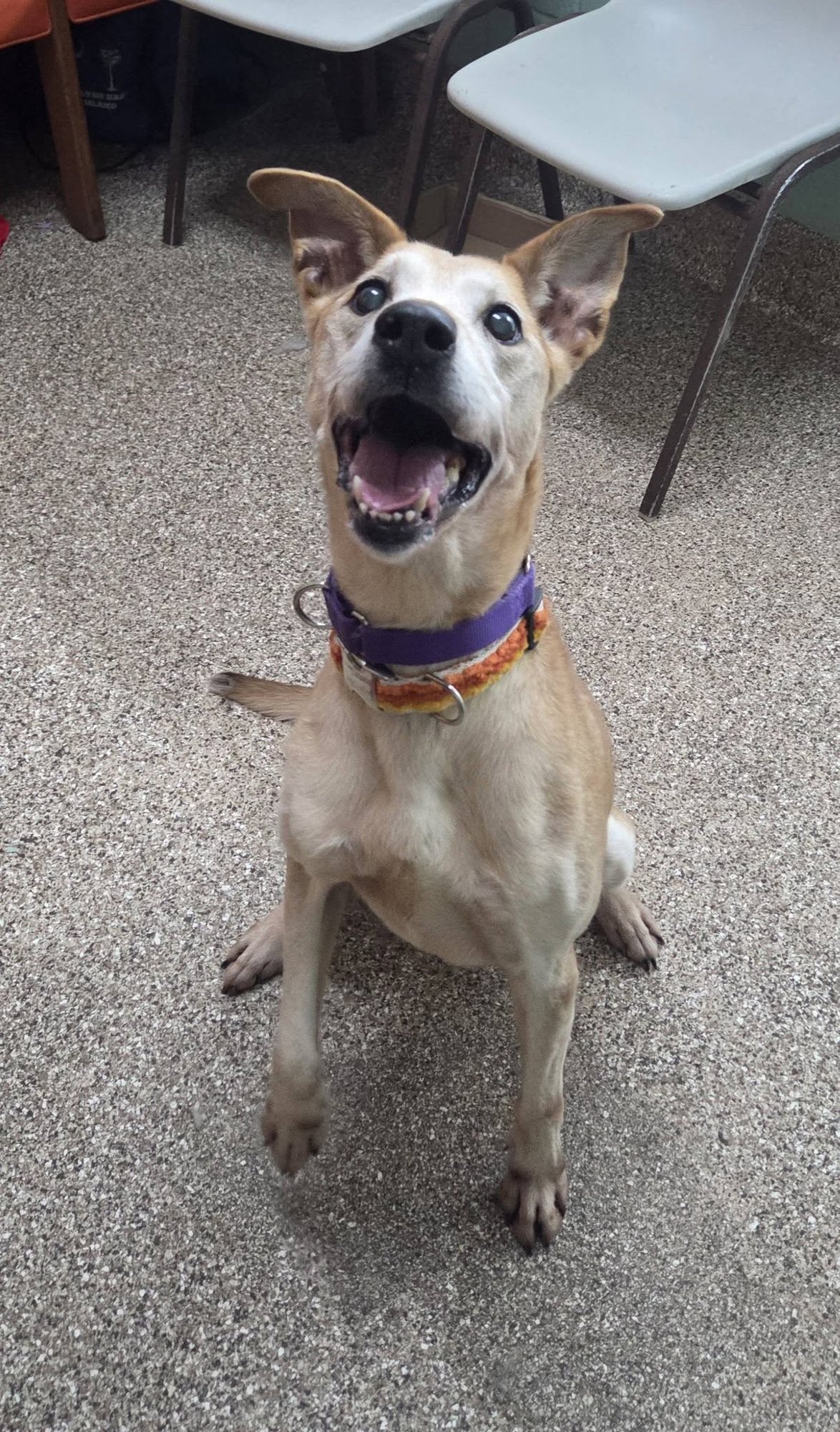 HANNAH - Carolina Dog available for adoption