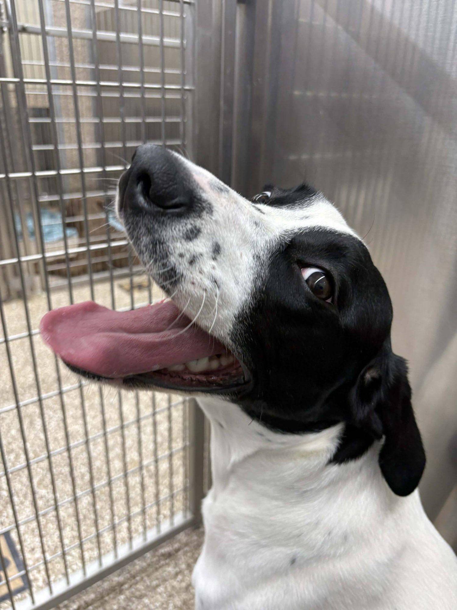 PRINCESS - Retriever available for adoption