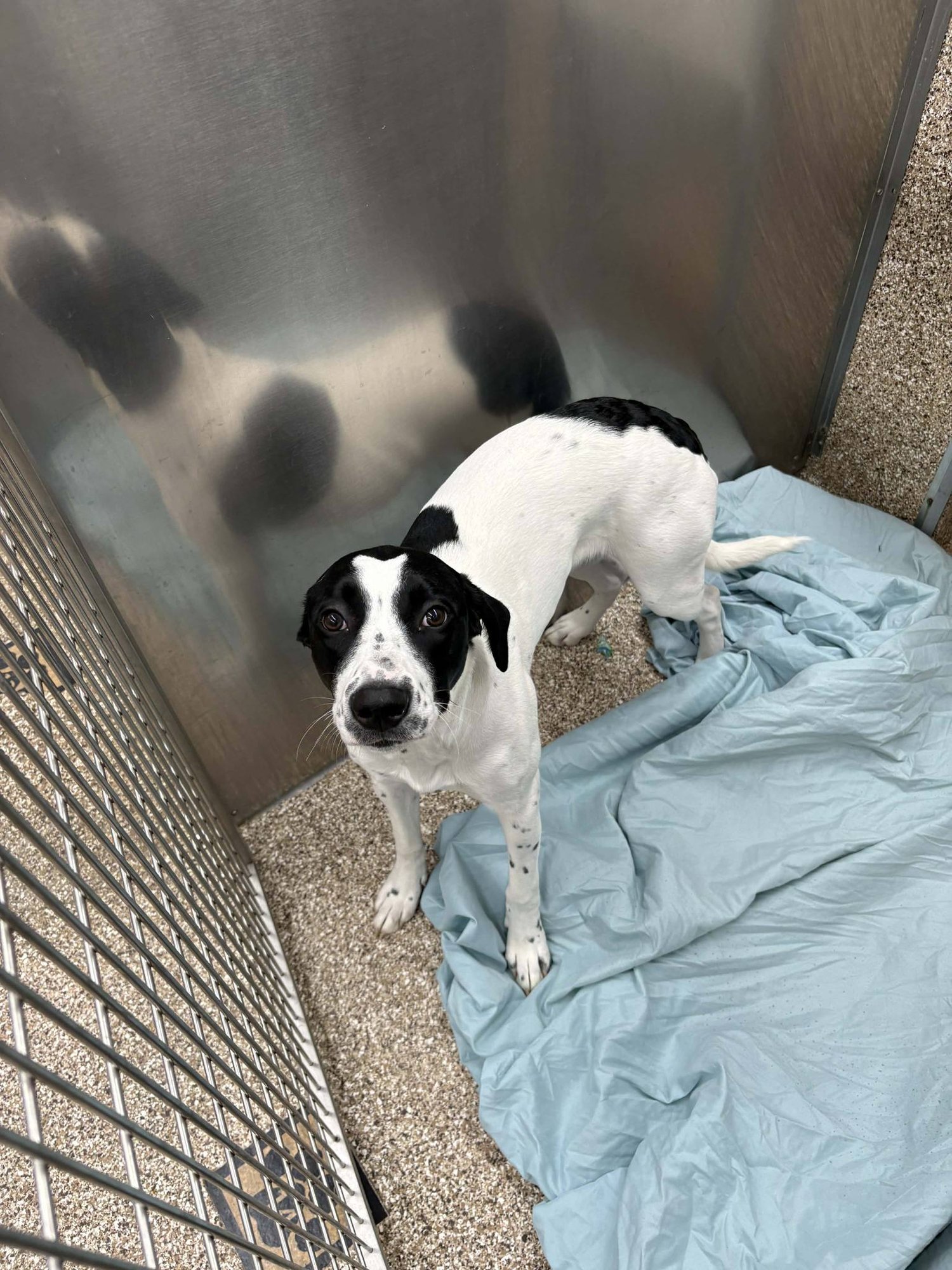 PRINCESS - Retriever available for adoption