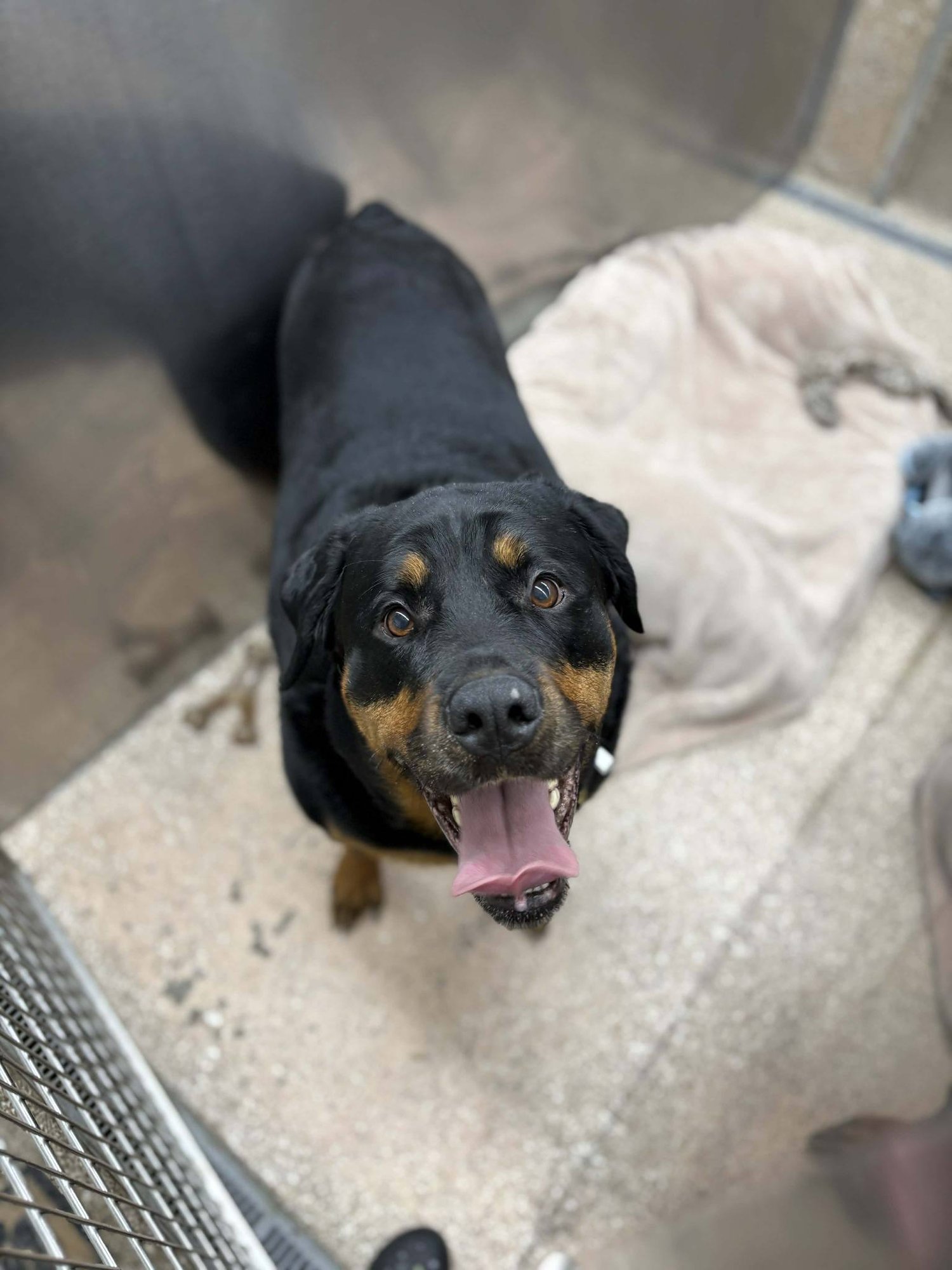 UKIO - Rottweiler available for adoption