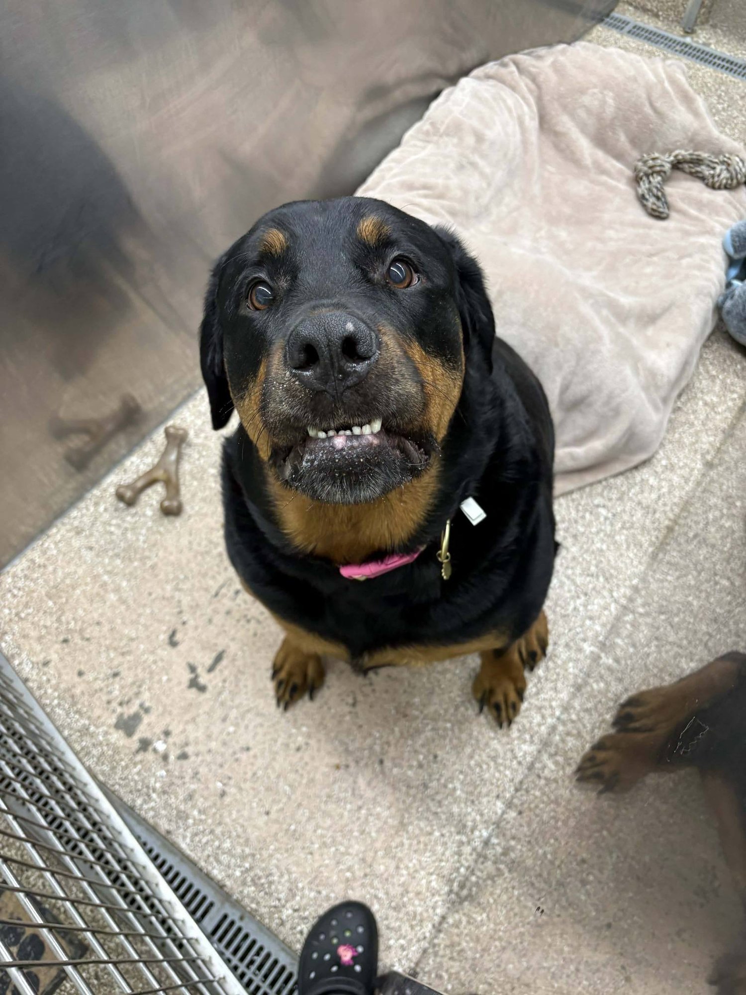 UKIO - Rottweiler available for adoption