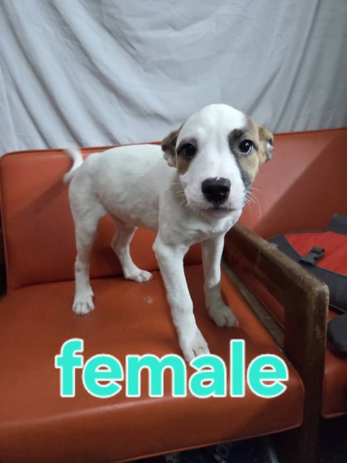 ARABELLA, AMARA AND ASIA - Hound available for adoption