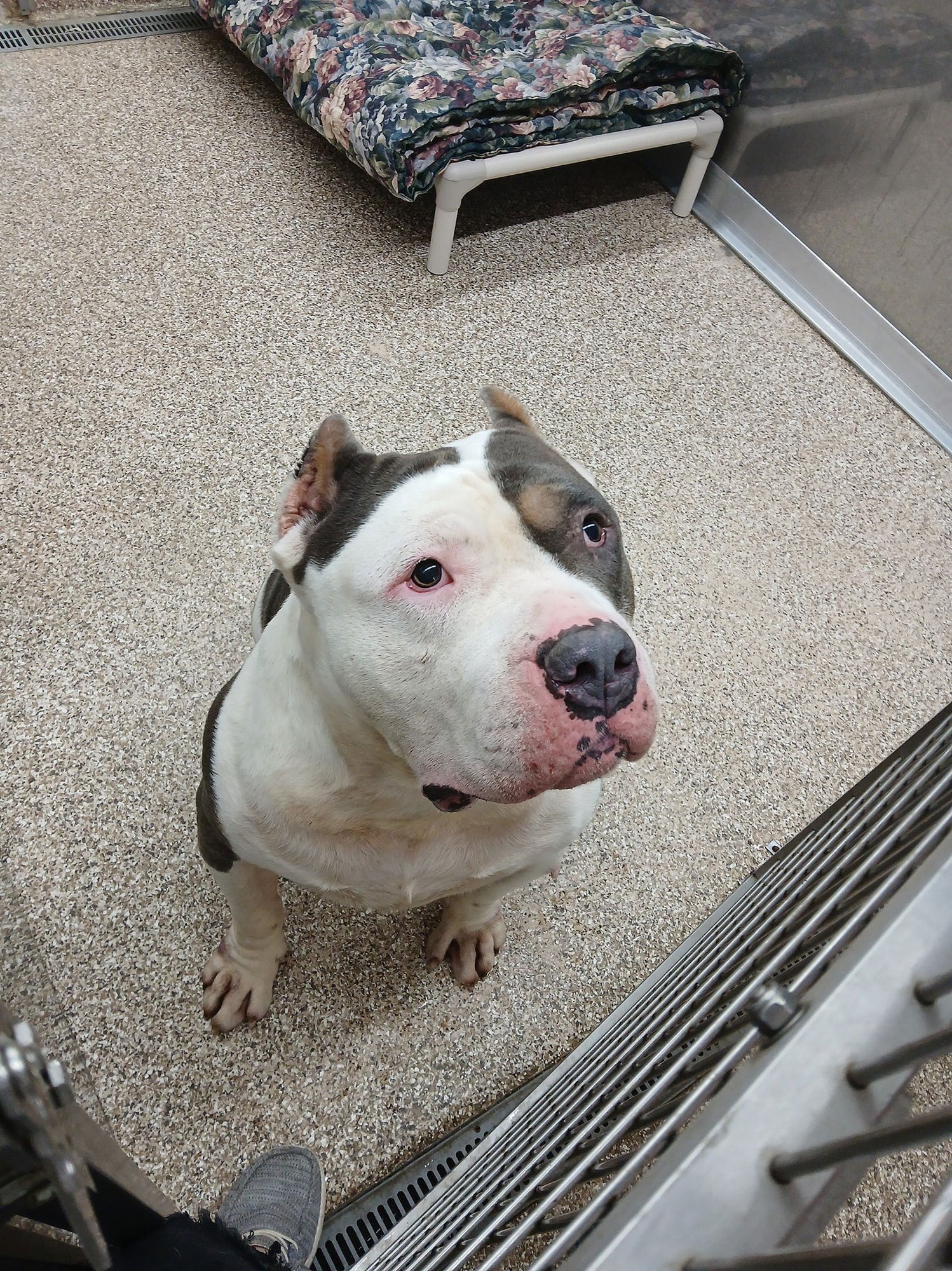 BIGGIE - Pit Bull Terrier available for adoption